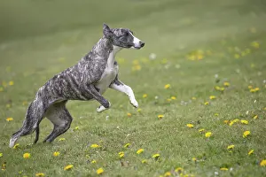 Whippets: Whippet Dog running