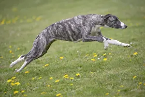 Whippets: Whippet Dog running