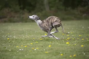 090517: Whippet Dog running