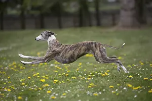 090517: Whippet Dog running