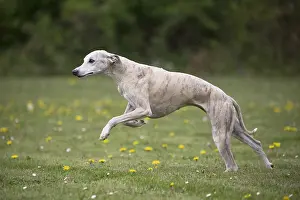 090517: Whippet Dog running