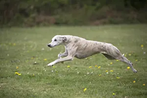 090517: Whippet Dog running
