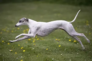 090517: Whippet Dog running