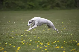 090517: Whippet Dog running