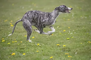 090517: Whippet Dog running