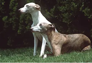 Whippets: WHIPPET DOG - X2 adults sitting in garden