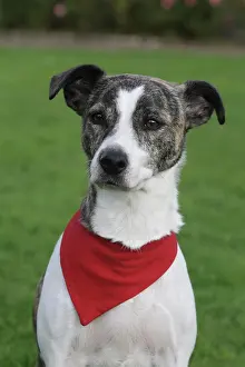 Whippet: Whippet - Jack Russell Terrier hybrid, portrait