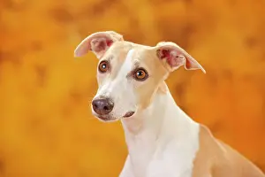 Greyhound: Whippet, male, animal portrait