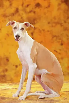 Greyhound: Whippet, male, sitting