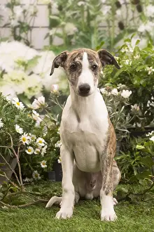 Whippets: Whippet puppy outside in the garden
