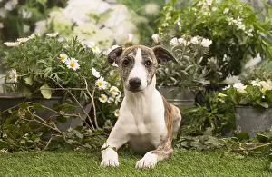 Whippets: Whippet puppy outside in the garden