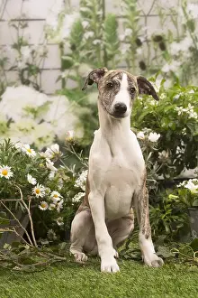 Whippets: Whippet puppy outside in the garden