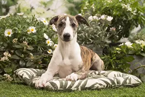 Whippets: Whippet puppy outside in the garden