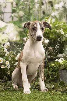 Whippets: Whippet puppy outside in the garden