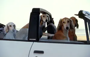 Return: Whippets in Car - Disciplined whippets await the