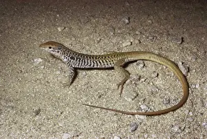 Cnemidophorus: Whiptail Lizard