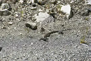 Blending: Whiptail Lizard