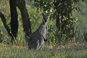 Wallaby: Whiptail-Wallaby