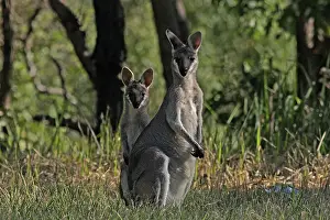 Wallaby: Whiptail Wallaby