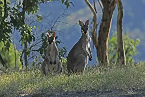 Wallaby: Whiptail Wallaby