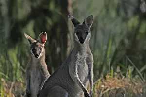 Wallaby: Whiptail Wallaby