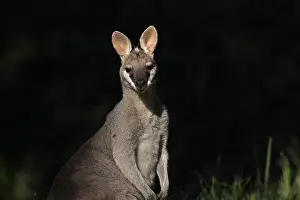 Wallaby: Whiptail Wallaby
