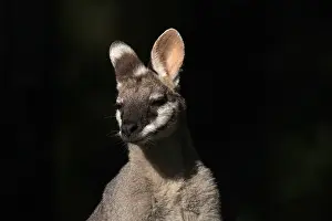 Wallaby: Whiptail Wallaby