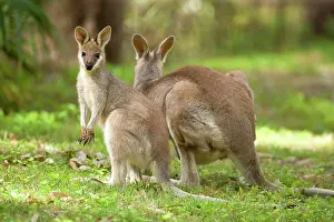 Weaned: Whiptail Wallaby - adult female with already weaned