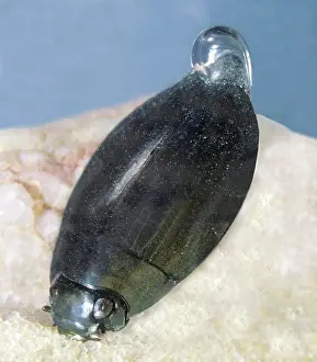 Whirligig: Whirligig Beetle (Dineutes americanus)