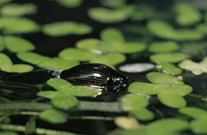 Duckweed: Whirligig Beetle (Gyrinus substriatus) on surfa