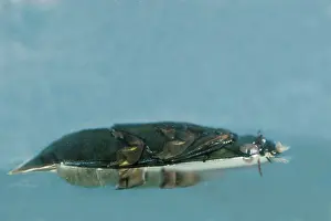 Whirligig: Whirligig Beetle swimming