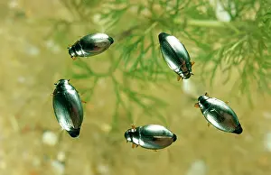 Whirligig: WHIRLIGIG BEETLES