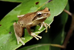 Whirring: Whirring Tree Frog