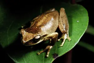Whirring: Whirring Tree Frog
