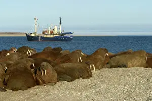 Whiskered: Whiskered / Atlantic Walrus