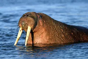 Whiskered: Whiskered / Atlantic Walrus