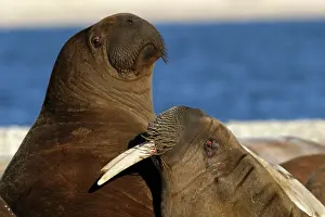 Whiskered: Whiskered / Atlantic Walrus - two