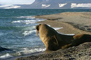 Whiskered: Whiskered / Atlantic Walrus - on beach