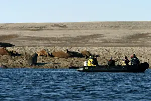 Whiskered: Whiskered / Atlantic Walrus - on beach, with people in boat