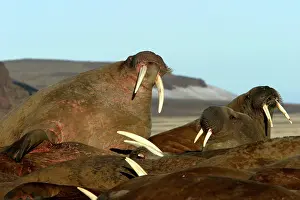 Whiskered: Whiskered / Atlantic Walrus - group