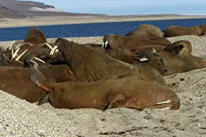 Whiskered: Whiskered / Atlantic Walrus - group sleeping