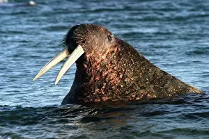 Whiskered: Whiskered / Atlantic Walrus - head out of water