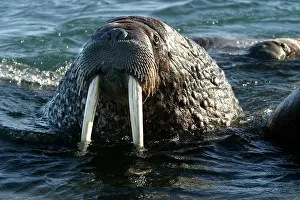 Whiskered: Whiskered / Atlantic Walrus - head out of water