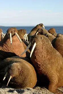 Whiskered: Whiskered / Atlantic Walrus - male
