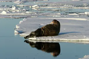 Whiskered: Whiskered / Atlantic Walrus - resting on ice