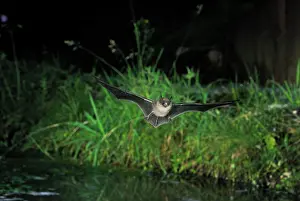 Myotis: Whiskered Bat