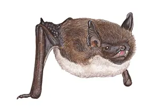 Myotis: Whiskered Bat