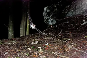 Myotis: Whiskered Bat - in flight at Fagus-Abies forest