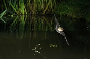Myotis: Whiskered Bat - in flight above a forest pond