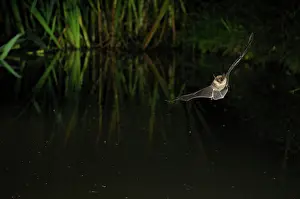 Myotis: Whiskered Bat - in flight above a forest pond